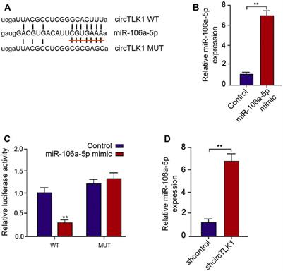 Circular RNA TLK1 Promotes Sepsis-Associated Acute Kidney Injury by Regulating Inflammation and Oxidative Stress Through miR-106a-5p/HMGB1 Axis